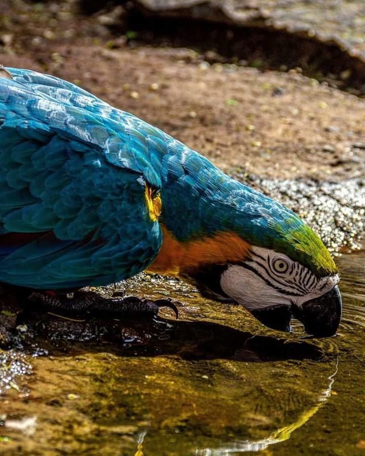 Casas Bom Sono Hotel Foz do Iguaçu Kültér fotó